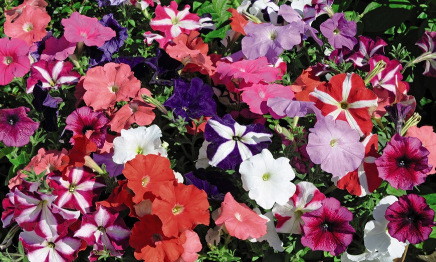 Image 2: 24, 36 or 72 Petunia Frenzy Mixed Plug Plants