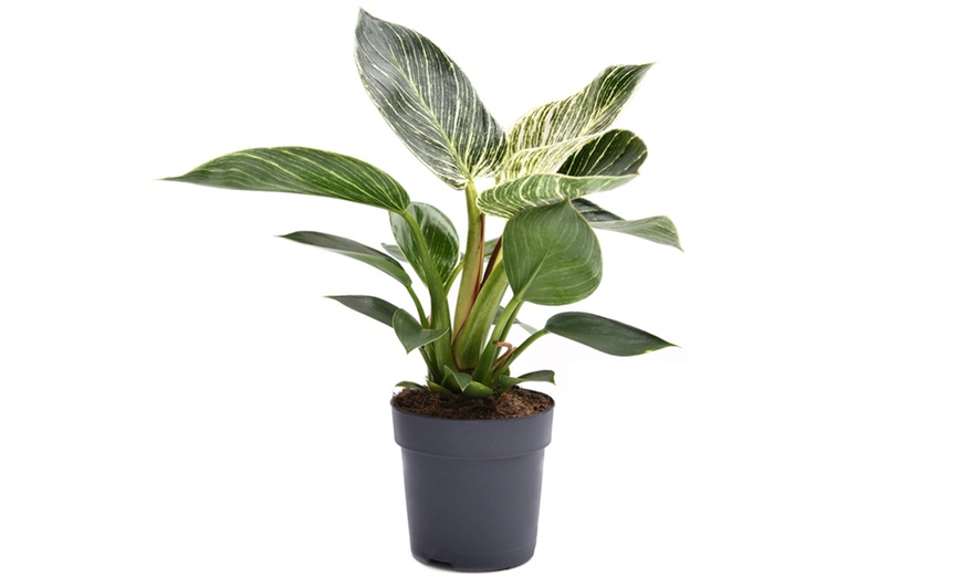 Image 4: Philodendron White Measure in 11cm Pot