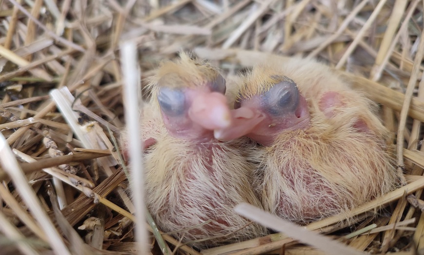 Image 16: Przeżyj magiczną przygodę w Ptasim Parku ZOObaczysko! Bilety wstępu