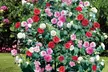 1 ou 2 lots de 3 plantes de Camelia Japonica 30-40 cm, livrés en pot - Second Medium