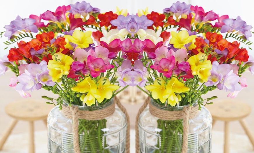 Image 4: Fragrant Freesia Collection - 50 or 100 Bulbs