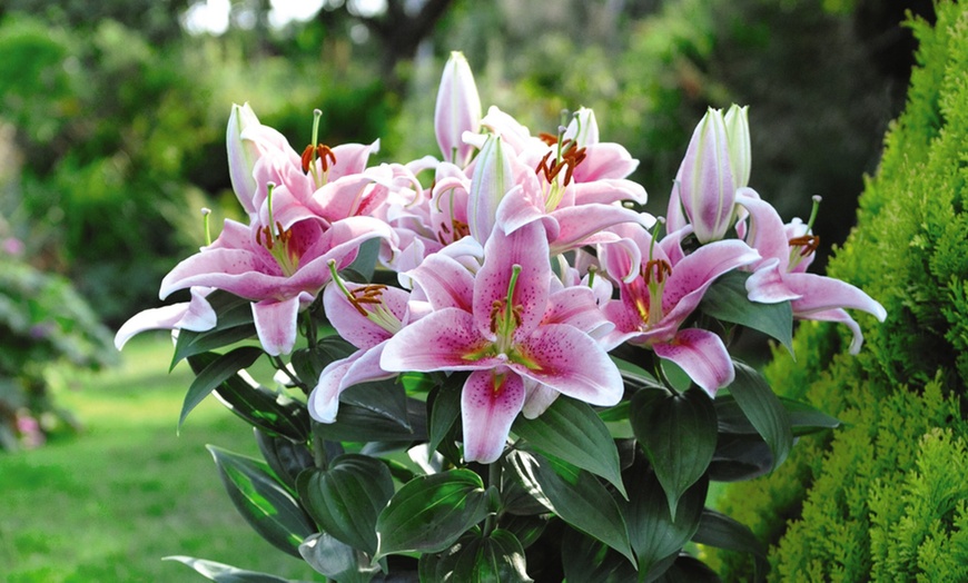 Image 4: 12 or 20 Bulbs of Lily Romance Collection