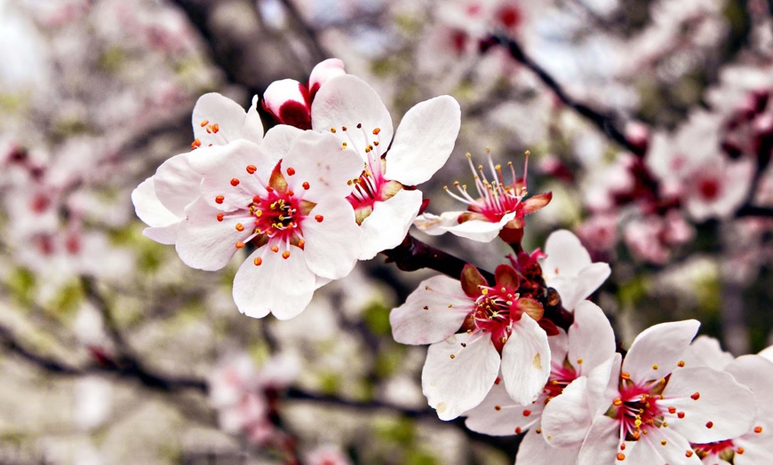 Image 5: 1 ou 2 ensembles de 4 arbres fruitiers piliers