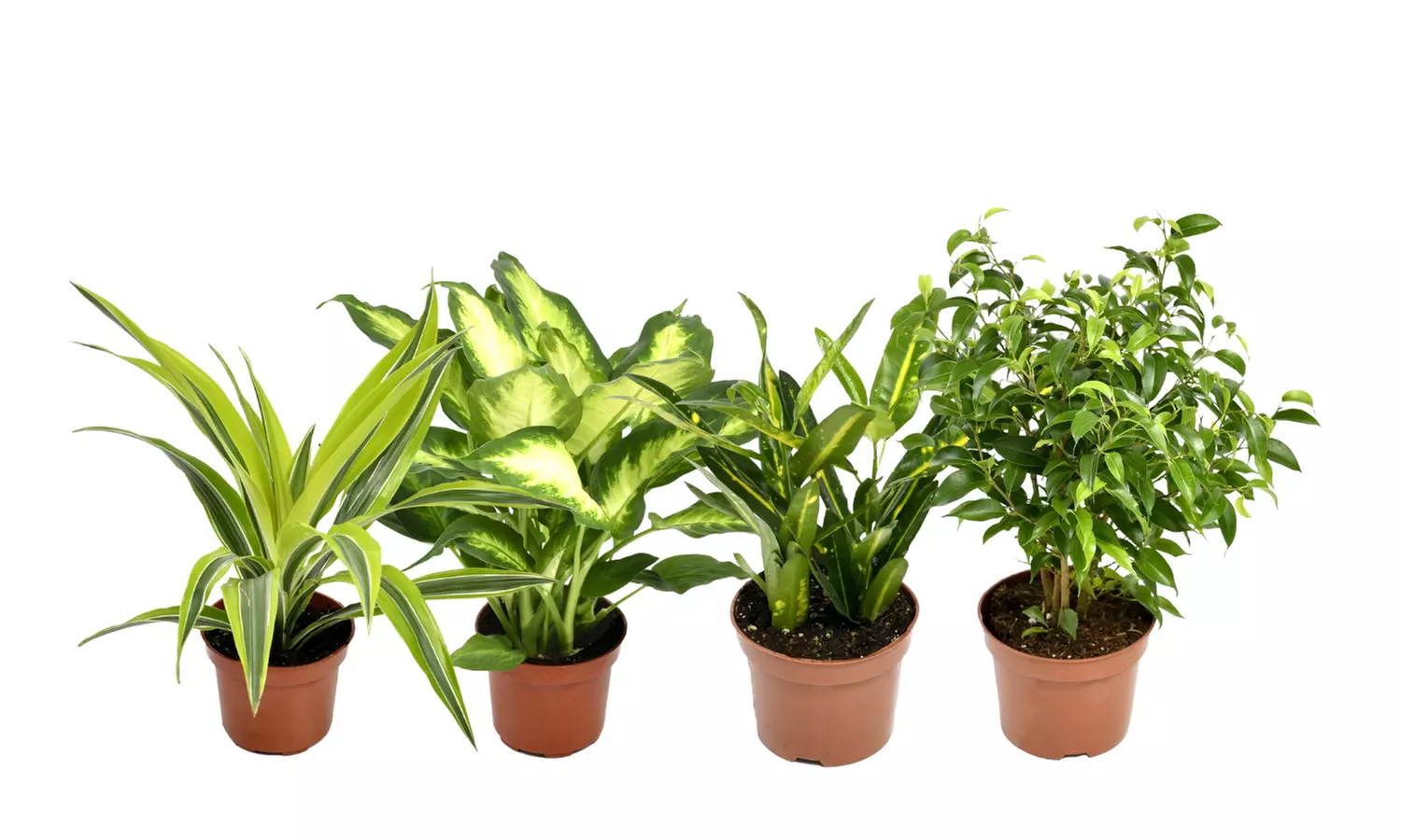 4  plantas de interior