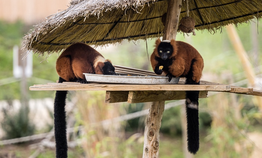 Image 14: Entrées adulte et enfant au choix au Zoo Refuge La Tanière 