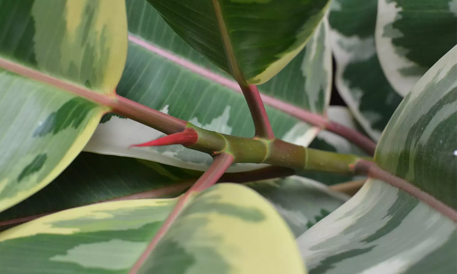 Planta de interior ficus elastica o planta de caucho - Second Medium