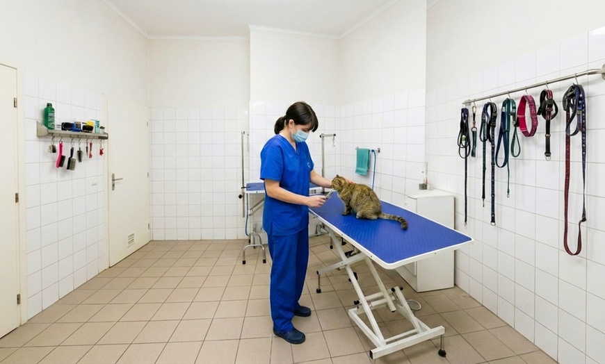 Image 5: Caring & Comprehensive Pet Grooming for Dogs & Cats of All Sizes