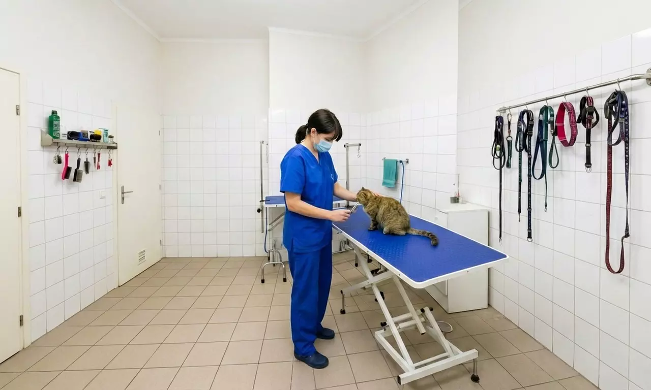 Caring & Comprehensive Pet Grooming for Dogs & Cats, All Sizes. Includes Basic & Full Grooming (Up to 41% Off) - Image 6