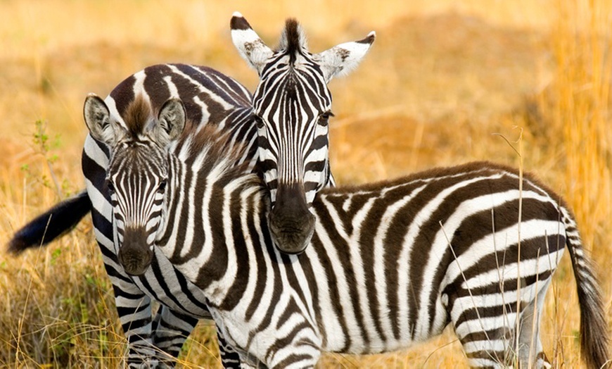 Image 2: ✈ Kenya: 3-Night Safari Experience with Flights