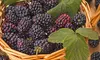 Blackberry Bare Root Plants (Multiple Varieties Available)