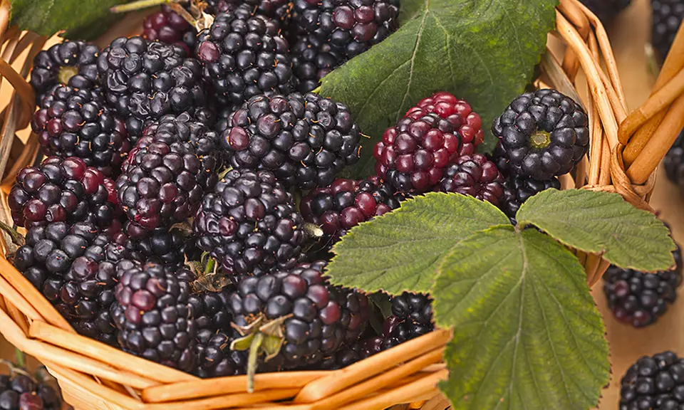 Blackberry Bare Root Plants (Multiple Varieties Available) - Primary Image