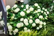 1, 2 o 4 hortensias "Strong Annabelle" - Second Medium
