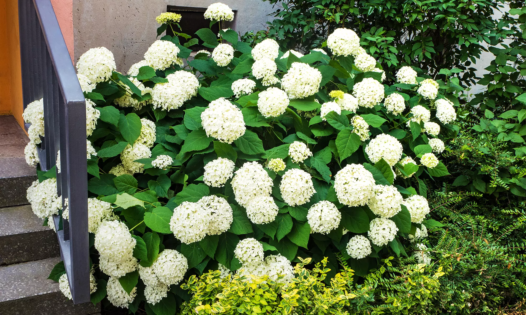 1, 2 o 4 hortensias "Strong Annabelle"