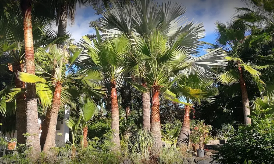Entrada al orquidario y brunch en Café Orquidea