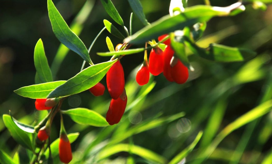 Image 2: Lycium Barbarum Goji Berry Plants