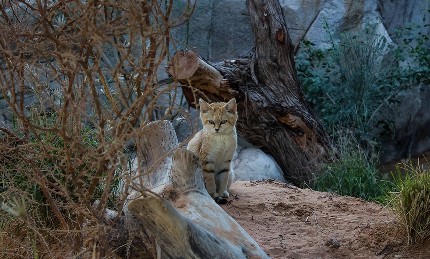 Image 11: Zoo and Learning Centre Entry: Child (AED 8), Adult (AED 25)