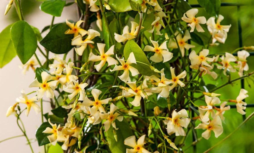 Image 1: 1 ou 2 Trachelospermum jasminoides ou "jasmins étoilés"