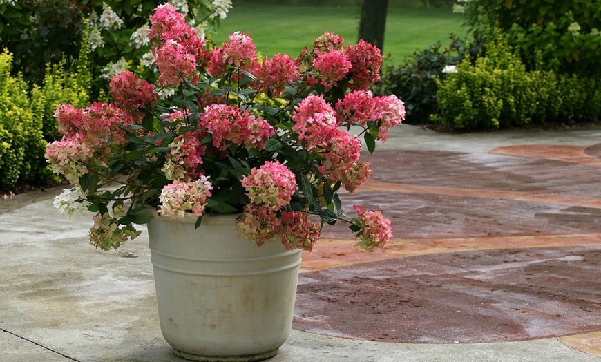 Image 3: Two XL Hydrangea Wim's Red Plants