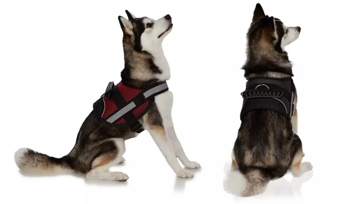 Ez-Pet Adjustable No-Pull Harness Vest - Primary Image