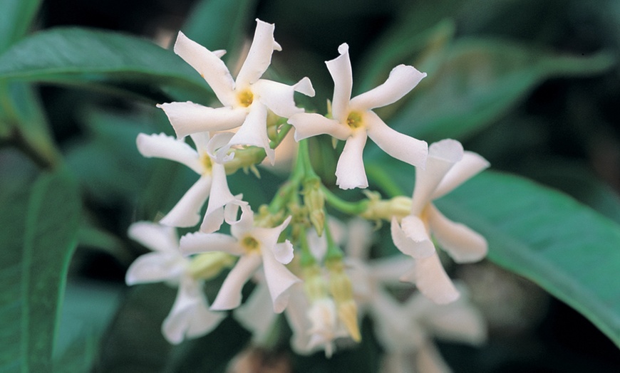 Image 2: Fragrant Jasmine Plants