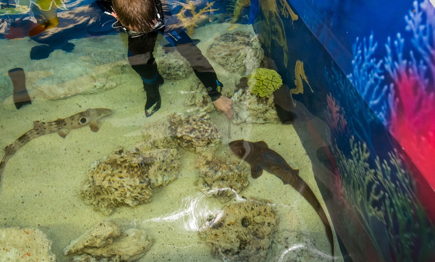 Image 9: Snorkelling with Aquarium Passes
