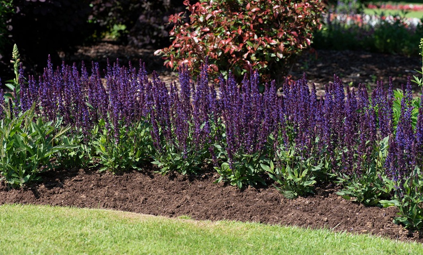 Image 5: 15 or 30 Salvia Nemorosa Salvatore Deep Blue Perennials