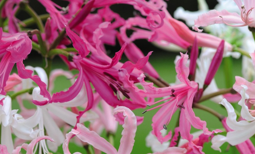 Image 5: Nerine bowedenii ‘Pink’ – 5, 10 or 20 bulbs