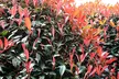 Lot de 2 ou 4 Photinia Red Robin - Second Medium