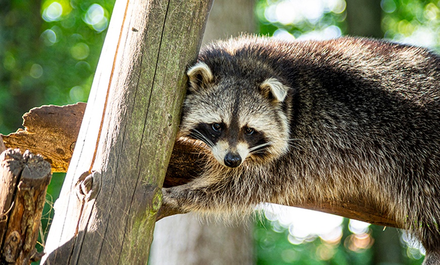 Image 4: Tagesticket Wildpark Müden