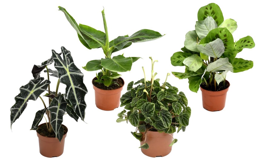 Image 1: Mélange de 4 plantes d'intérieur de OH2