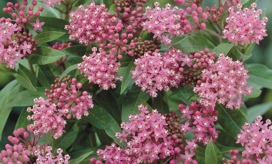 Image 2: 4 or 12 Asclepias Collection Bare Roots
