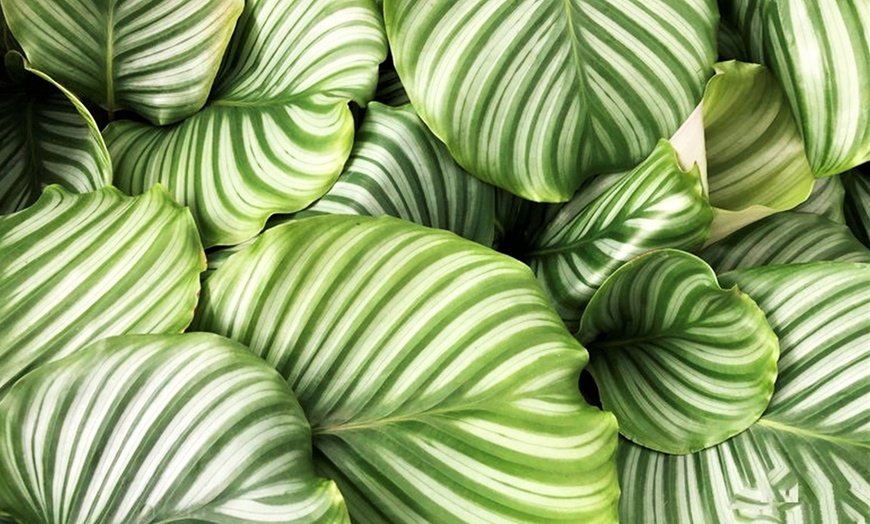 Image 4: Planta Calathea