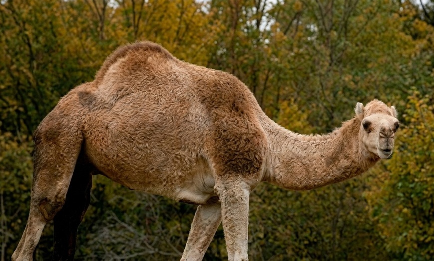 Image 5: Safari Park Passes with Drive Through and Walk Through Access