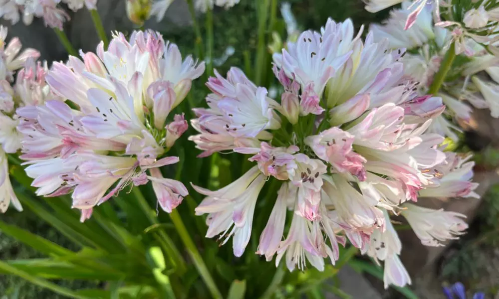 Agapanthus Blush Pink - 1 or 3 Potted Plants - Primary Image