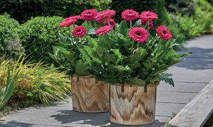 Gerbera Patio Collection of Six Plants