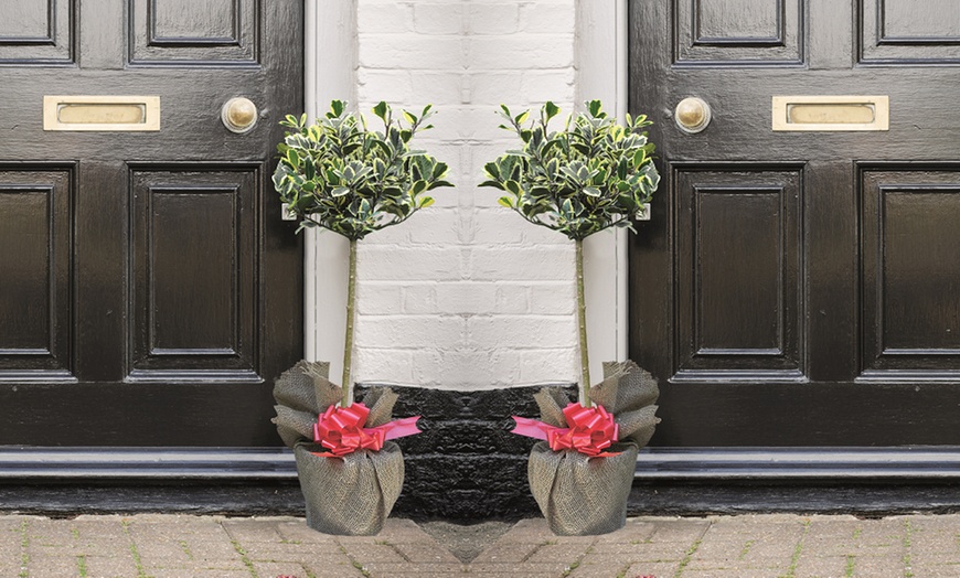 Image 6: One or Two Holly Standard Potted Plants