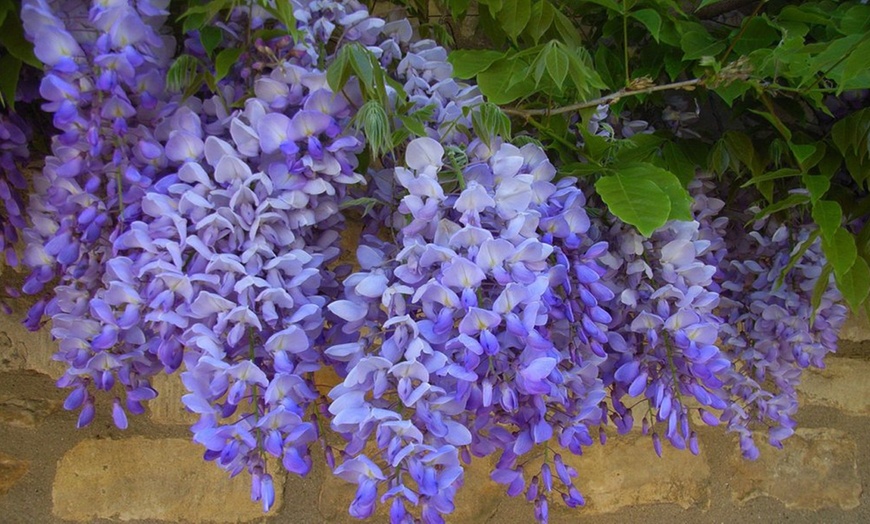 Image 3: Wisteria Plants