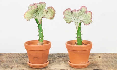 Set de 2 ou 4 Euphorbia Lactea