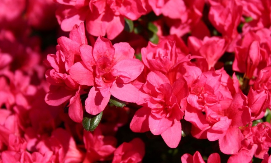 Image 6: Rhododendron Azalea Plant