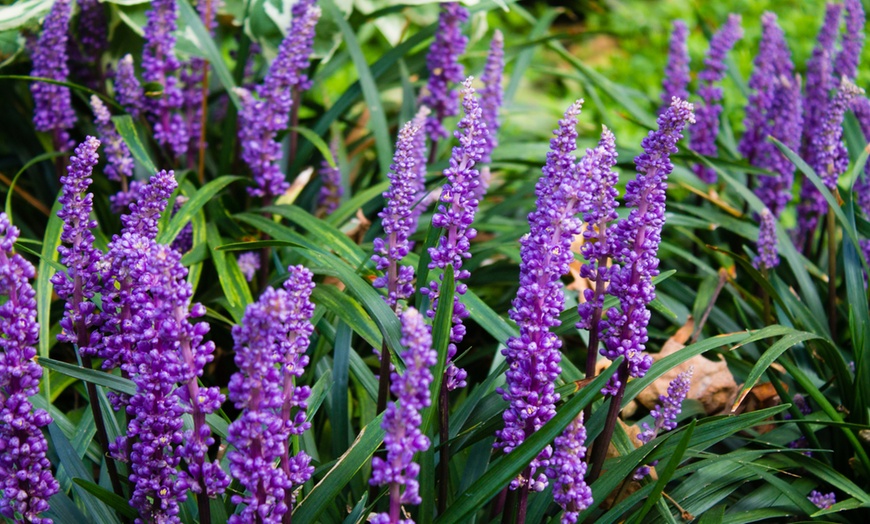 Image 1: Set da 4 o 8 piante Liriope Muscari