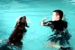 Doggy Fun Swim With Hydrotherapist at K9 Swim ( Up to 36%Off) - Second Medium