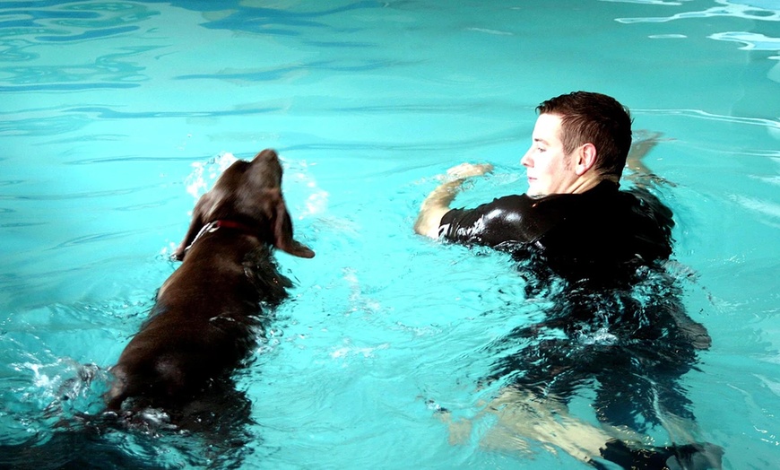 Image 4: Doggy Fun Swim at K9 Swim