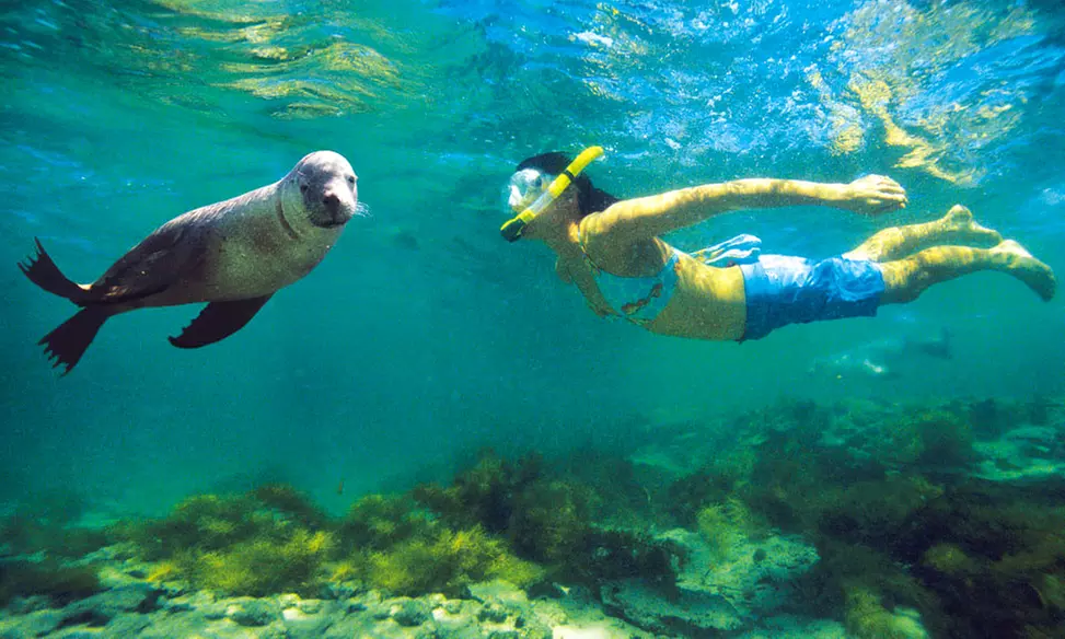 Snorkeling Tour in the La Jolla Cove and Cave for One or Two at La Jolla Water Sports (Up to 34% Off) - Primary Image