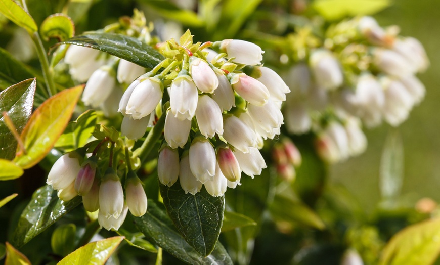 Image 8: Blueberry BerryBux Plants