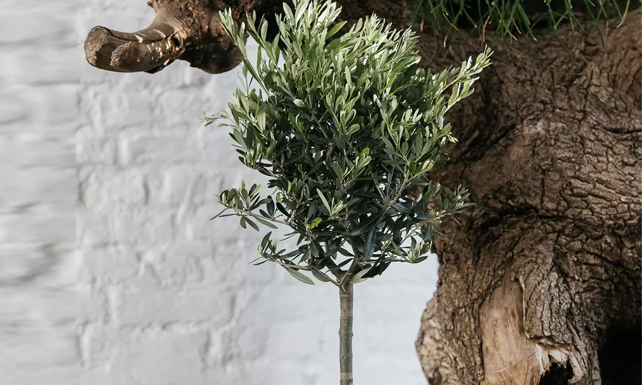 1x oder 2x winterharter Olivenbaum