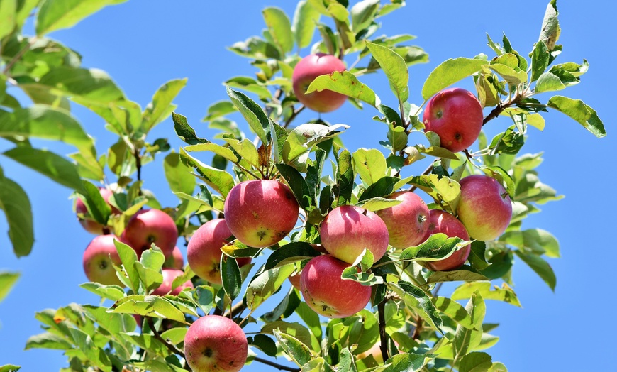 Image 8: Lot de 3, 5 ou 10 arbres fruitiers fuseaux