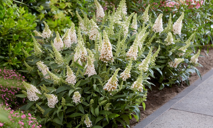 Image 8: 1 o 2 piante di Buddleia nana