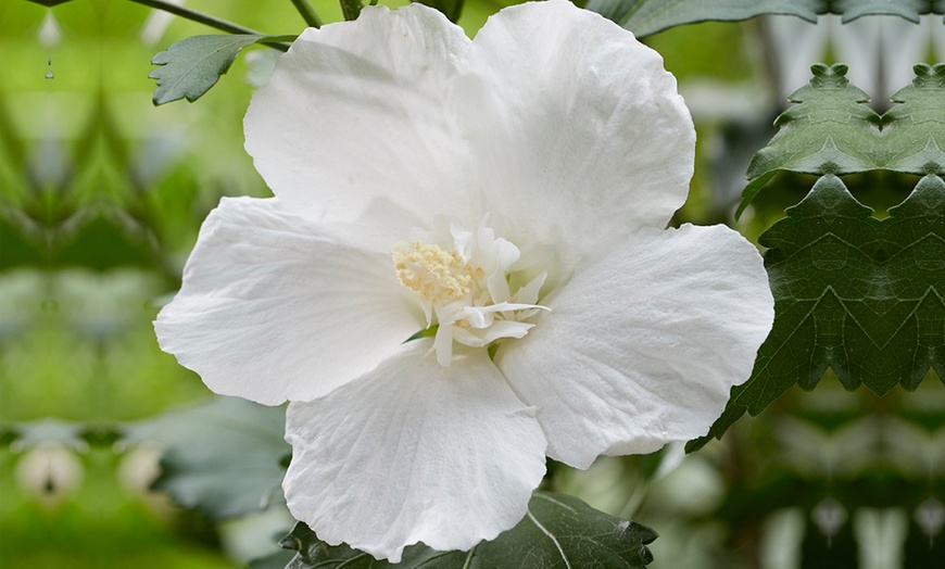 Image 2: Hibiscus Flower Tower White – 1 or 2 Potted Plants