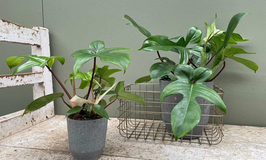 Image 5: Kamerplant 'Philodendron Florida'