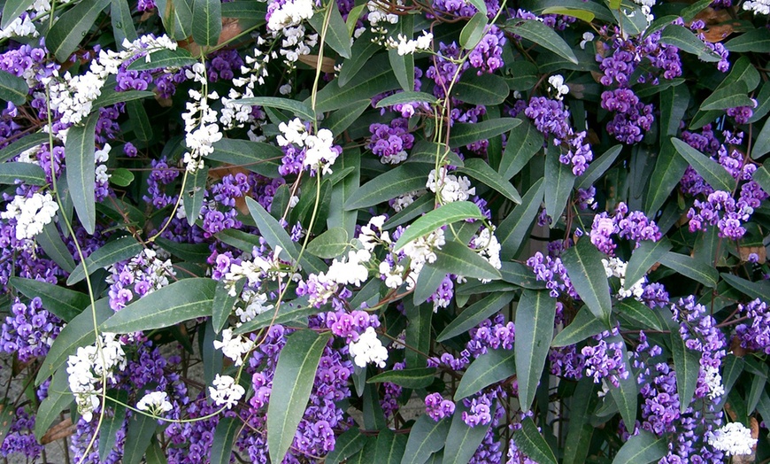 Image 1: Lilac Vine Plant